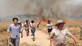 Fire tears through wheat field in China