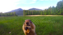 Travellers discover 'cutest gopher' in Canada