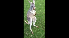 Kangaroo shows off its incredible dance moves