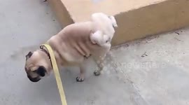Dog walks on front feet and pees