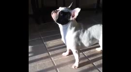 French Bulldog So Mesmerized by Reflections She Doesn't Watch Where She's Going