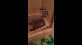 Raccoons play in water faucet