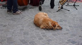 Sleepy Puppy