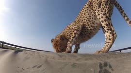 Cheetah eats GoPro (unstrapped)