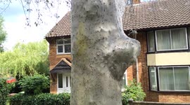 Caterpillar infestation in Corby, UK