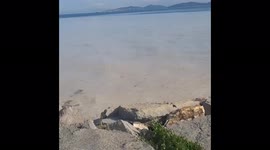 Coastal towns near Istanbul plagued by masses of 'sea snot'