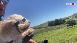 'Adorable Pup Enjoys a Fun Bicycle Ride on a Sunny Day'