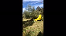 'Awe-Inspiring Process of Harvesting Olive Tree Caught on Camera'