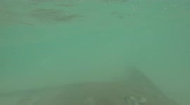 Stingrays under water