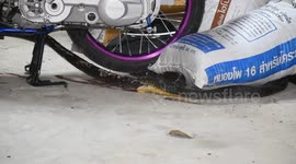 Cobra caught eating another snake inside house in Thailand