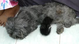 Mother dog takes care of kitten after her mother cat was eaten by snake