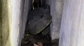 Monitor lizard stuck in middle of wall rescued in Thailand