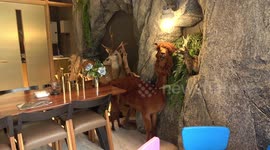 Cafe has mini zoo inside for customers to play with the animals
