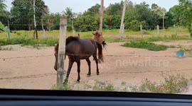 Funny video of a horse contagious an itch to another horse