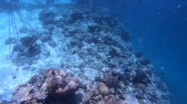 Amazing Marine Life of the Maldives, Indian Ocean