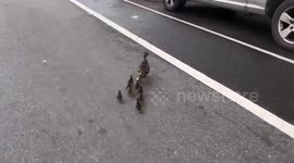 Mama duck leads ducklings through downtown Brooklyn - and stops at a BAGEL SHOP
