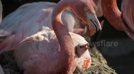 Flamingos at US zoo keep their chicks warm by sitting on top of them