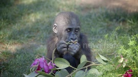 Baby gorilla celebrates birthday with icy cake after overcoming medical problems