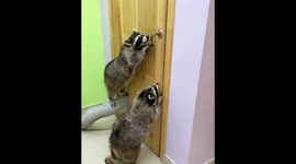 Trio of raccoons manage to open door at their home in Russia
