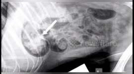 Dog has nylon face mask successfully removed from its stomach in India