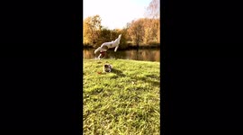 Meet the dog that can perform backflips and walk on its hind legs