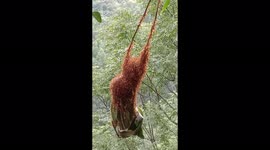 Thousands of heroic ants try to stop nest from falling from a tree and save their eggs