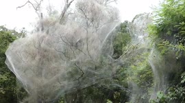 Hundreds of caterpillars line large tree in web of silk in southern India