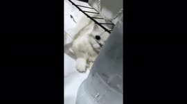 The killer kitty viciously attacks a man and seriously injures his hand.