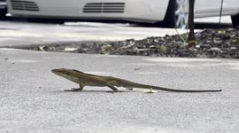 I'm trying to get as close as I can to a lizard to really show their colors.