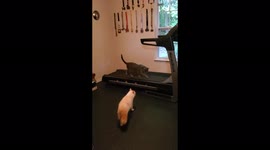 LEM the cat trains for Team USA and the Olympics