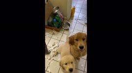 The TP Bandits strike again