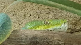 Australian tree snake or Green Tree Snake is a species that live in Trees
