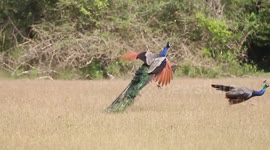 Pair of peacocks tackle one another amid clearing in Sri Lanka