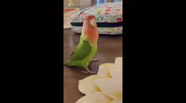 Hopping lovebird parrot jumps up and down like a windup toy