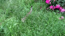 The cat walks in the thickets of grass. Sneaking up and admiring the walk.
