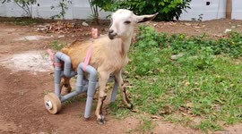South India lamb that lost use of hind legs gets prosthetic alternative made from pipes