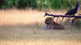 Majestic leopard spotted amid clearing in Sri Lanka