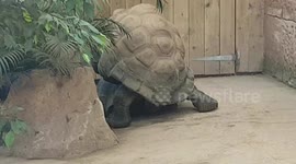 Giant Tortoises started to mate and they were making loud sounds