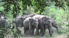 Herd of nearly 100 elephants stray from protected area in search of food in Sri Lanka