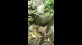 Mountain bird coolly showers in hot summer. Did you guys hot too?