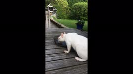 When your Siamese cat turns out to be a super rare albino squirrel !