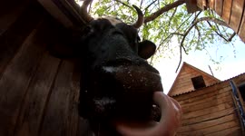 What to do if you are a cow and your nose itches? Use your tongue!
