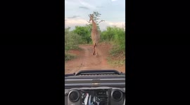 Nature of Africa) fresh air and beautiful giraffe. an explosion of emotions.