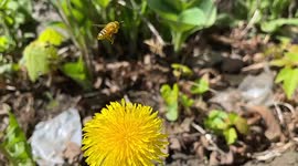 Slow-motion of bee gathering pollen from a dandelion and it’s awesome