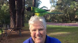 Aussie couple have picnic in the company of flock of hungry parrots