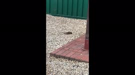 Rats play outside McDonald's in Cheltenham, England