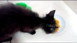 Kitten eating pumpkin and making ASMR noise