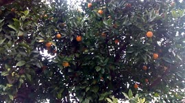 orange tree full of fruits in the winter afternoon