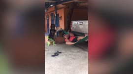 Loyal pet Siberian Husky rocks hammock for lazy owner