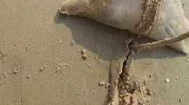 Beachgoer saves jellyfish stranded on sand in Thailand